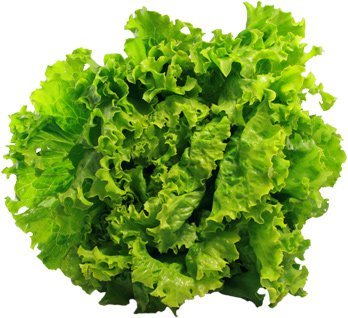 Batavia Salat aus Italien, grün oder rot,1 Stück (kein Versand)